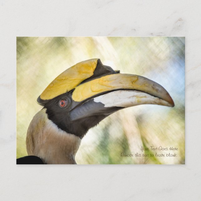 Cartão postal: Excelente Hornbill 4 (Frente)