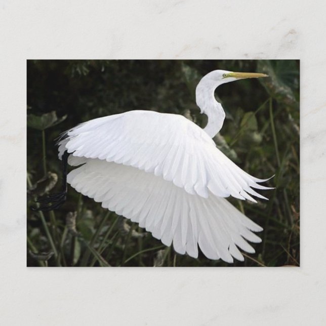 Cartão Postal Excelente White Heron (Frente)