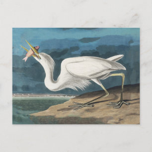 Cartão Postal Excelente White Heron Audubon Bird Willife Paintin