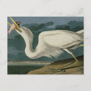 Cartão Postal Excelente White Heron, das Aves da América de Audu