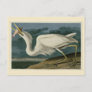 Cartão Postal Excelente White Heron, das Aves da América de Audu