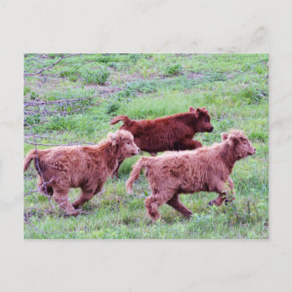 Cartão Postal Execução Gratuita no Campo