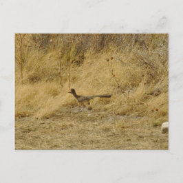Cartão Postal Executando Cartão-Postal do Roadrunner
