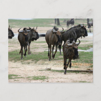 Cartão Postal Executar