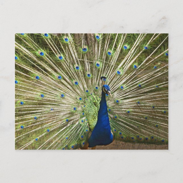 Cartão Postal Exibição de Peacock (Frente)