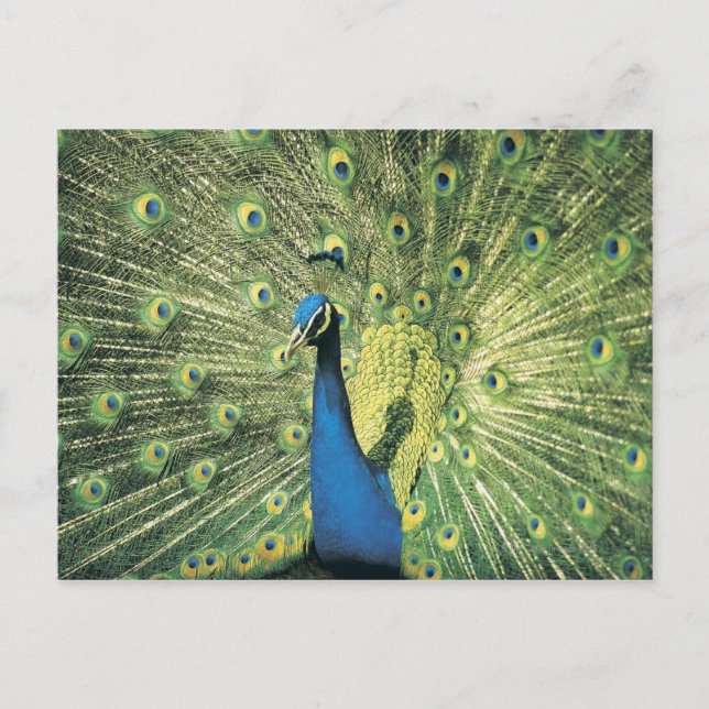 Cartão Postal Exibição de Peacock (Frente)