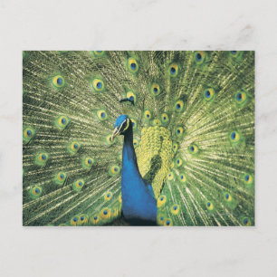Cartão Postal Exibição de Peacock