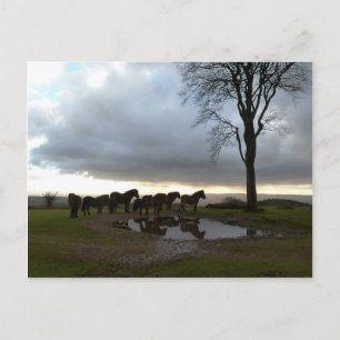Cartão Postal Exmoor Ponies