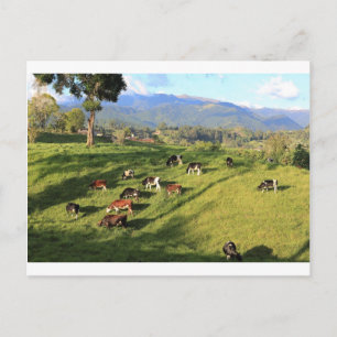 Cartão Postal Explorações de vacas leiteiras da Holstien fresian