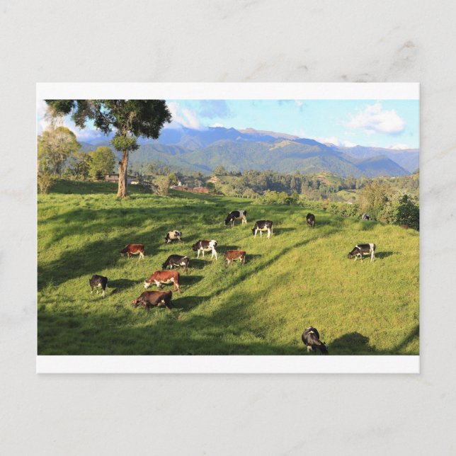 Cartão Postal Explorações de vacas leiteiras da Holstien fresian (Frente)
