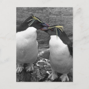 Cartão Postal Explosão de Cor de Pinguim