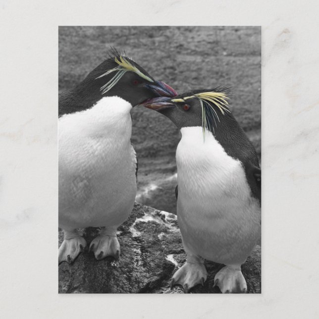 Cartão Postal Explosão de Cor de Pinguim (Frente)