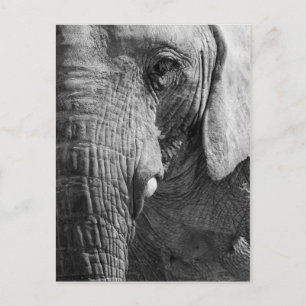 Cartão Postal Eye Spy