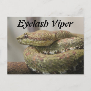 Cartão Postal Eyelash Viper