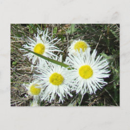 Cartão Postal F10 Flores Silvestres Brancas Erigeron Cespitoso