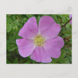 Cartão Postal F11 Rosa Selvagem da Pradaria "Rosa arkansana"