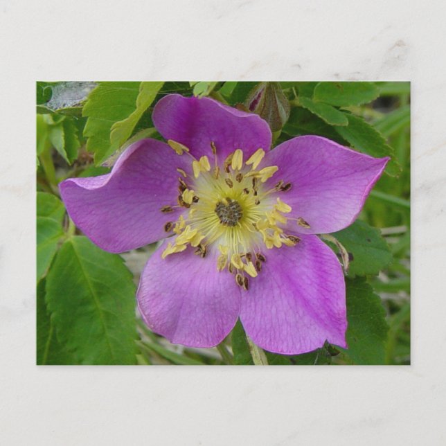 Cartão Postal F13 Alberta Wild Rosa Prickly Rosa (Frente)