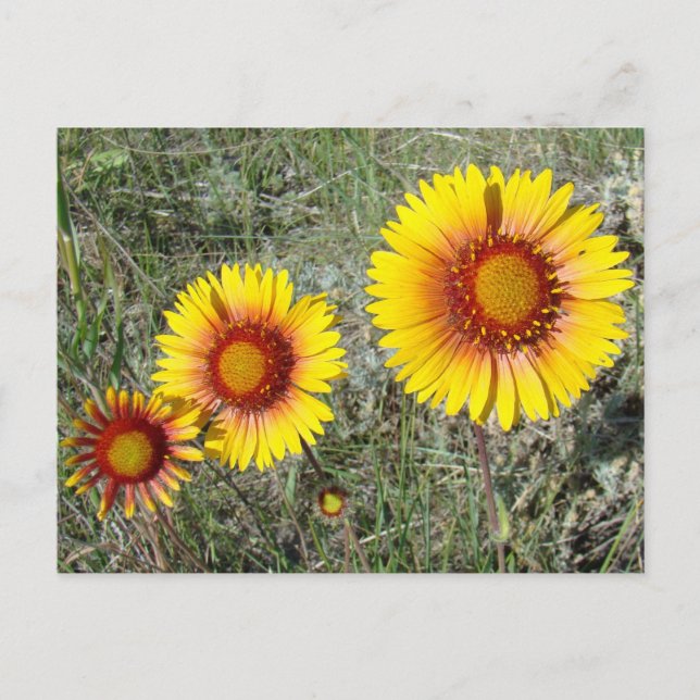 Cartão Postal F17 Flores Amarelas Gaillardia (Frente)