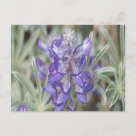Cartão Postal F18 Flores Silvestres Roxas Lupino Anual
