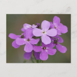 Cartão Postal F19 Flores Silvestres Roxas Dame's Rocket
