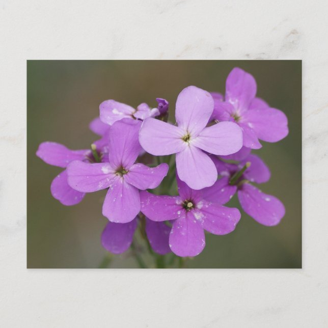 Cartão Postal F19 Flores Silvestres Roxas Dame's Rocket (Frente)