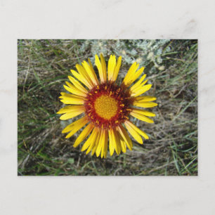 Cartão Postal F1 Flor Amarela Selvagem Gaillardia