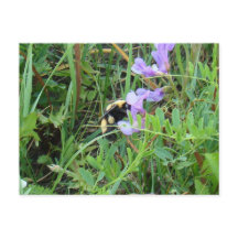 F2 Abelha em Flores Silvestres Roxas