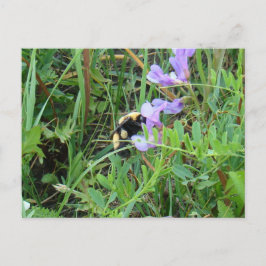 Cartão Postal F2 Abelha em Flores Silvestres Roxas
