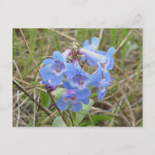 Cartão Postal F3 Flores Silvestres Azuis Penstemon Azul Delgado