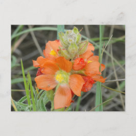 Cartão Postal F40 Flores Silvestres Laranja Malva Escarlate