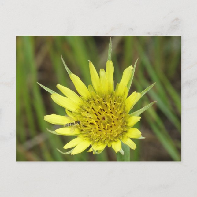 Cartão Postal F41 Flor Amarela Barba-de-Bode (Frente)