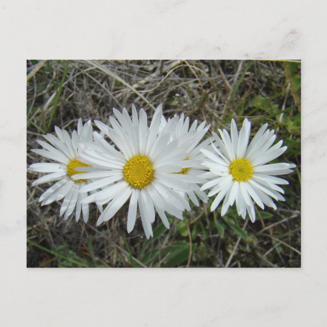 Cartão Postal F42 Flores Silvestres Brancas Aster Suave (Frente)