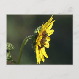 Cartão Postal F43 Flor Amarela Silvestre Susã de Olhos Negros