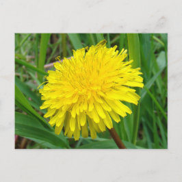 Cartão Postal F45 Dandelion "Taraxacum officinale"