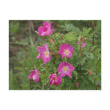 F46 Rosas Silvestres