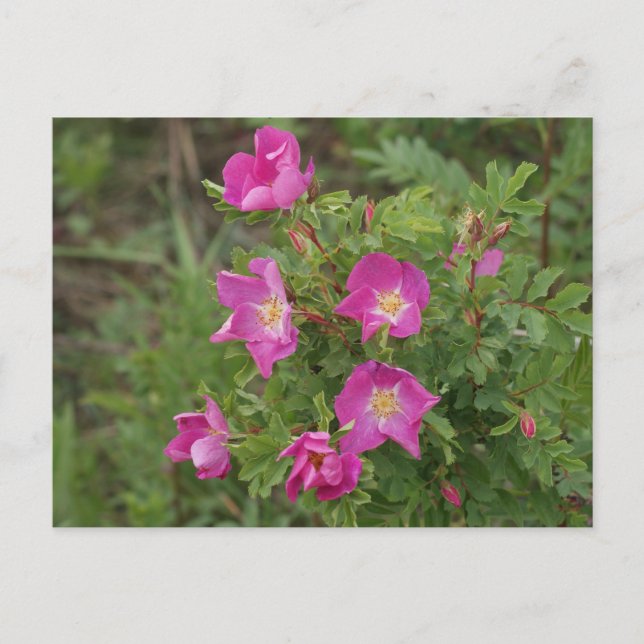 Cartão Postal F46 Rosas Silvestres (Frente)