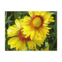 F6 Flores Amarelas Gaillardia