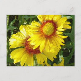 Cartão Postal F6 Flores Silvestres Amarelas Gaillardia