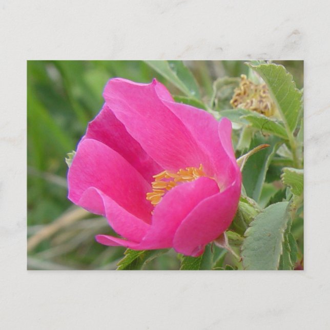 Cartão Postal F7 Alberta Wild Rosa (Frente)