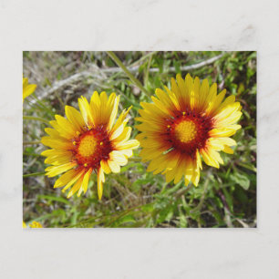 Cartão Postal F8 Flor Amarela Selvagem Gaillardia