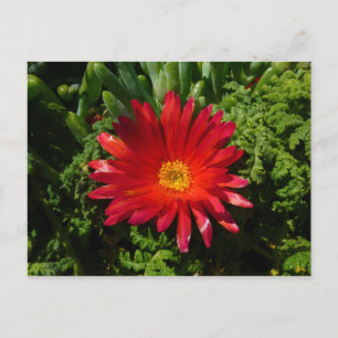Cartão Postal Fábrica de tapetes coloridos de flor vermelha