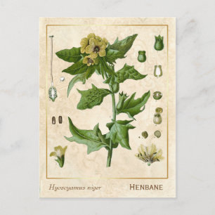 Cartão Postal Fábrica Medicina de Vintage Henbane Herb Botânic