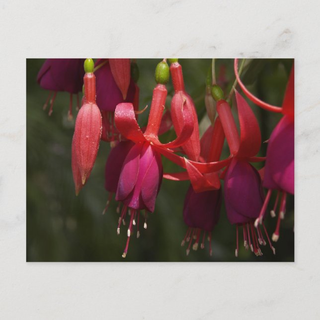 Cartão Postal Fabulosa Fuscia (Frente)