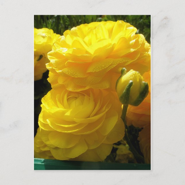 Cartão Postal Faça o meu amarelo (Frente)