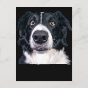 Cartão Postal Face de Cachorro Preto e Branco