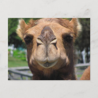 Cartão Postal Face de Camel