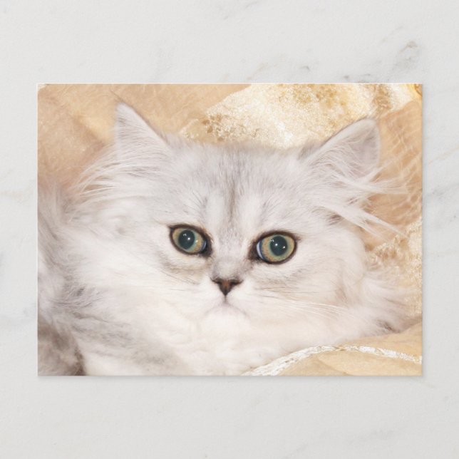 Cartão Postal Face de gatinho persa (Frente)