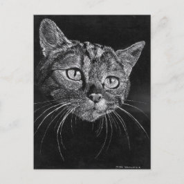 Cartão Postal Face de Gato