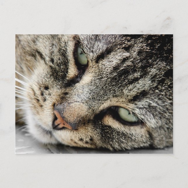 Cartão Postal Face de Gato (Frente)