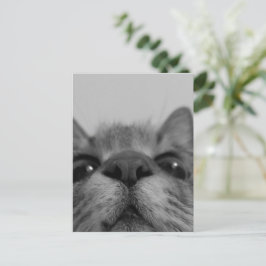 Cartão Postal Face de Gato Preto&Branco
